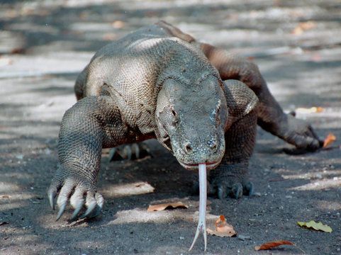 Komodowaran im Anmarsch